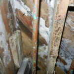 How to Prevent Mold Growth and Remove it from your Home