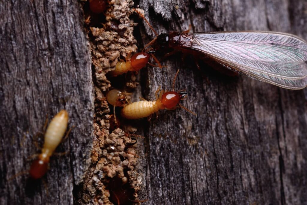 Termites come from ancient colonies with different castes and roles