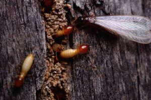 Different castes and roles of termites
