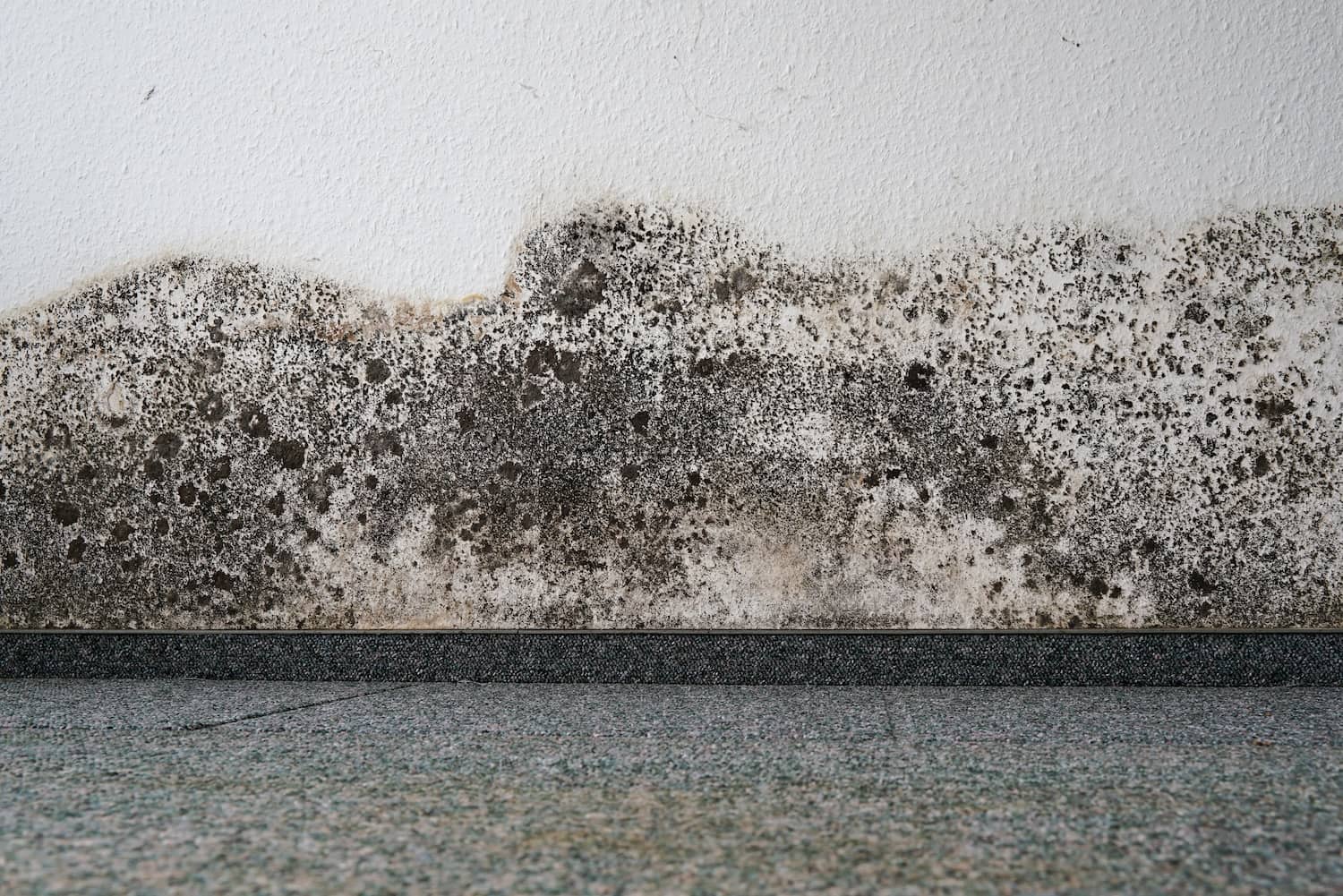 The primary cause of mildew is excessive moisture