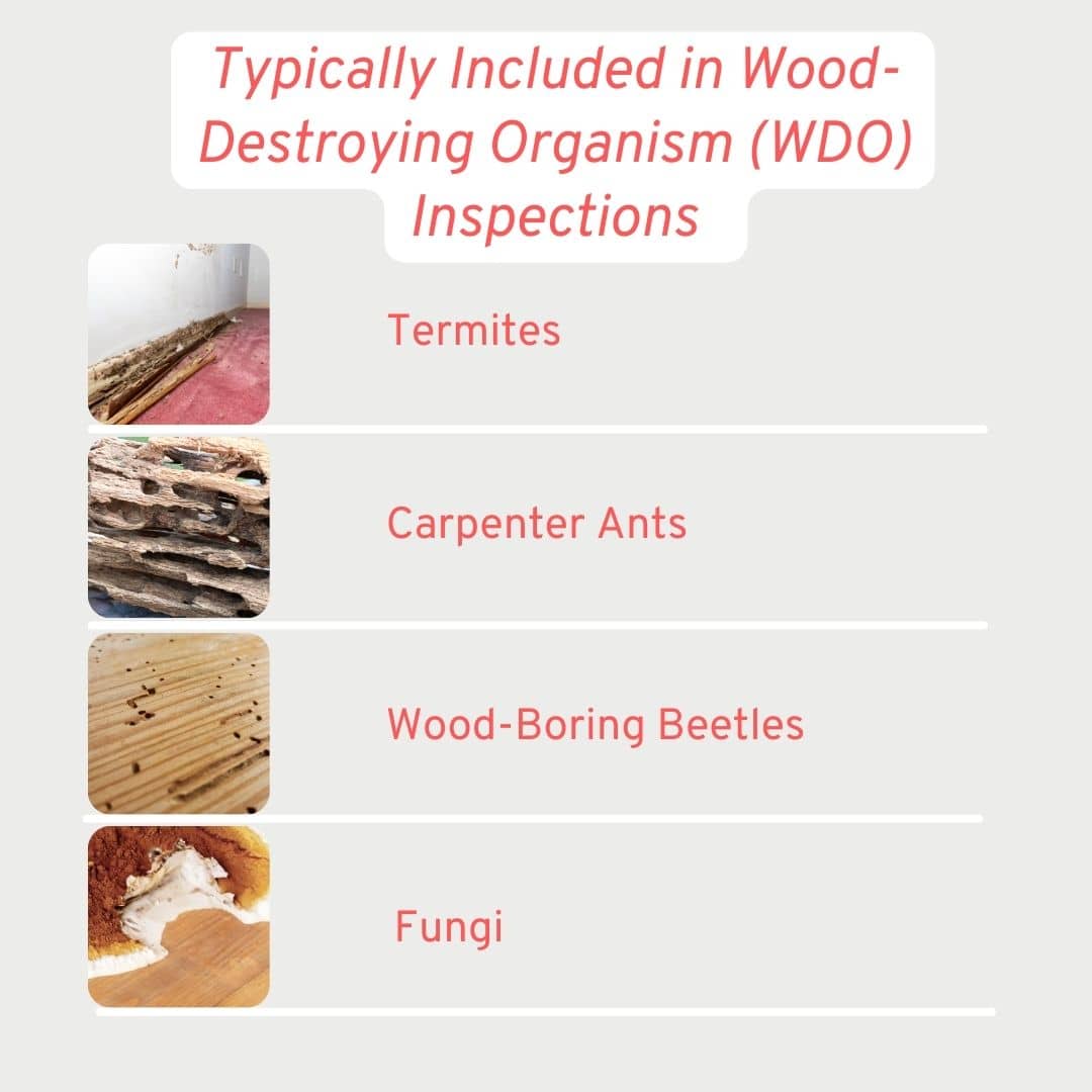 Types of WDO an inspection typically checks for