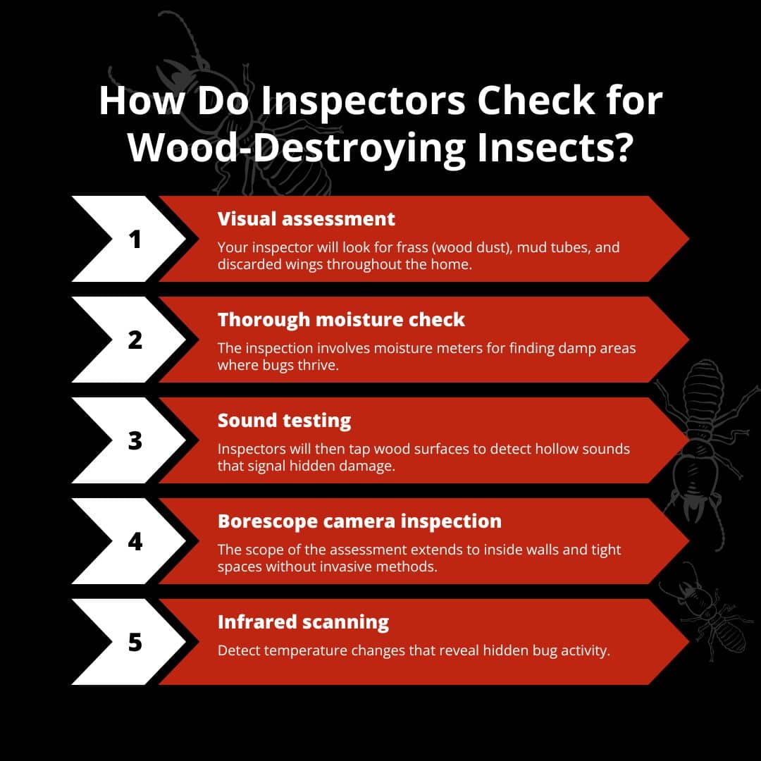 How a professional will detect wood eating bugs during an inspection