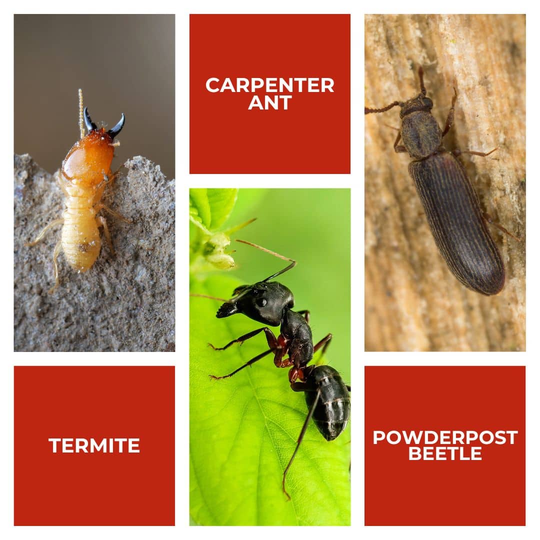 Examples of wood eating bugs