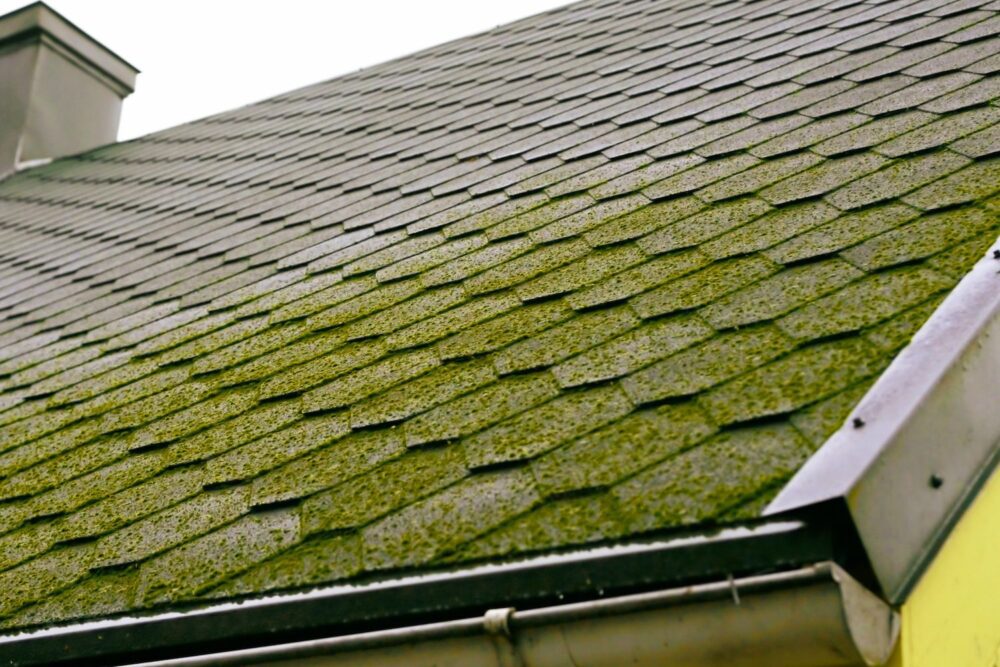 roof with moss