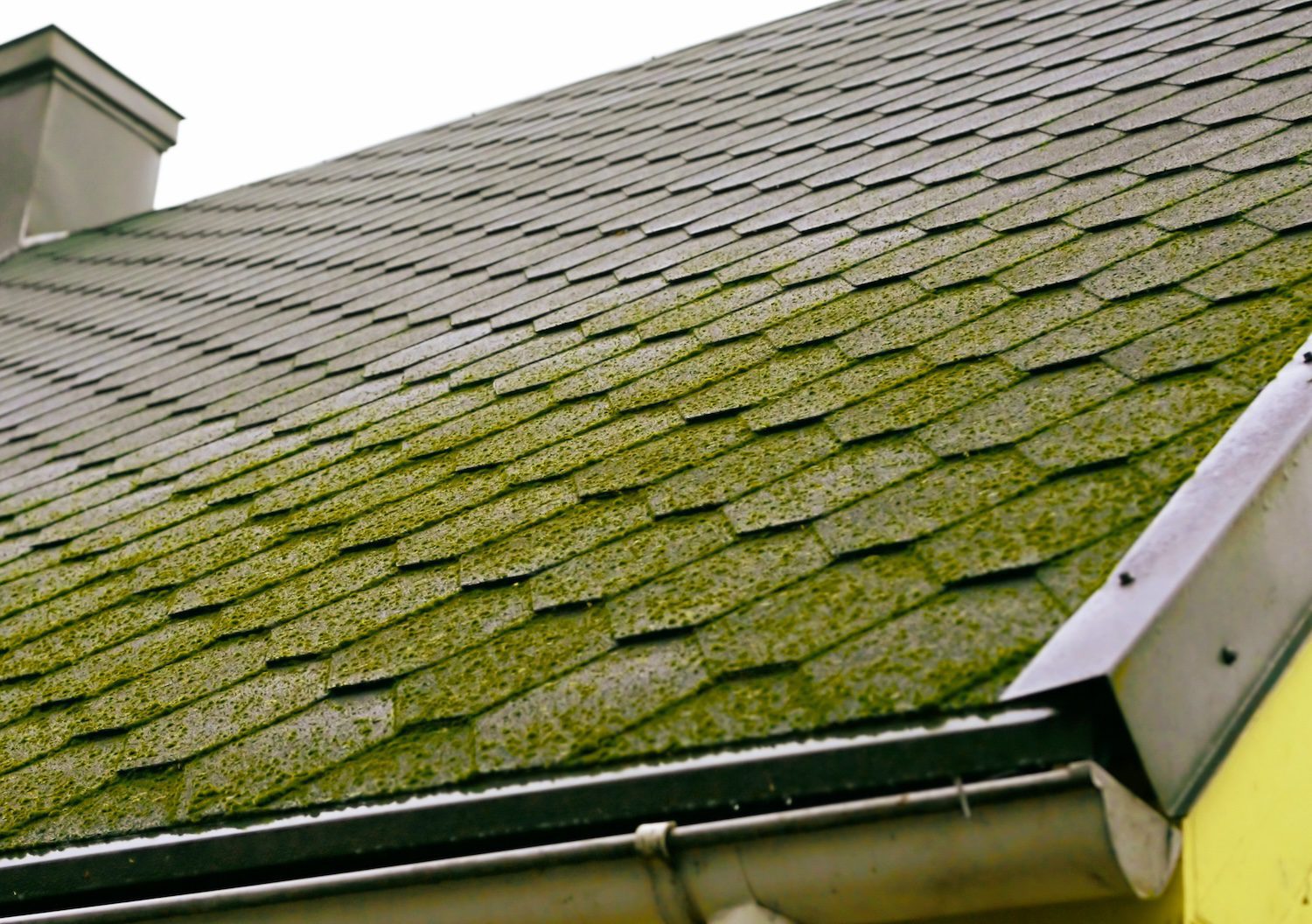 roof with moss