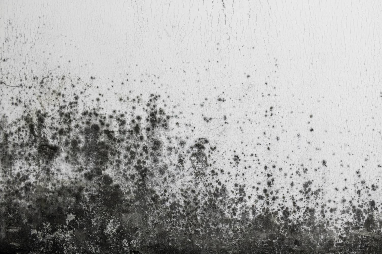 Mold-Testing-Atlanta