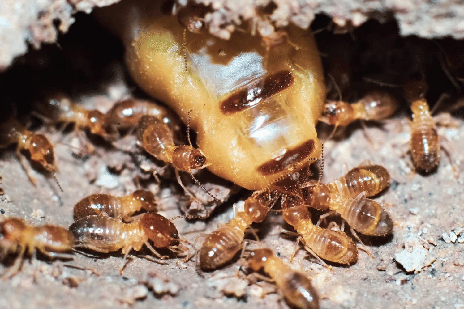 Termite-Inspection-Atlanta