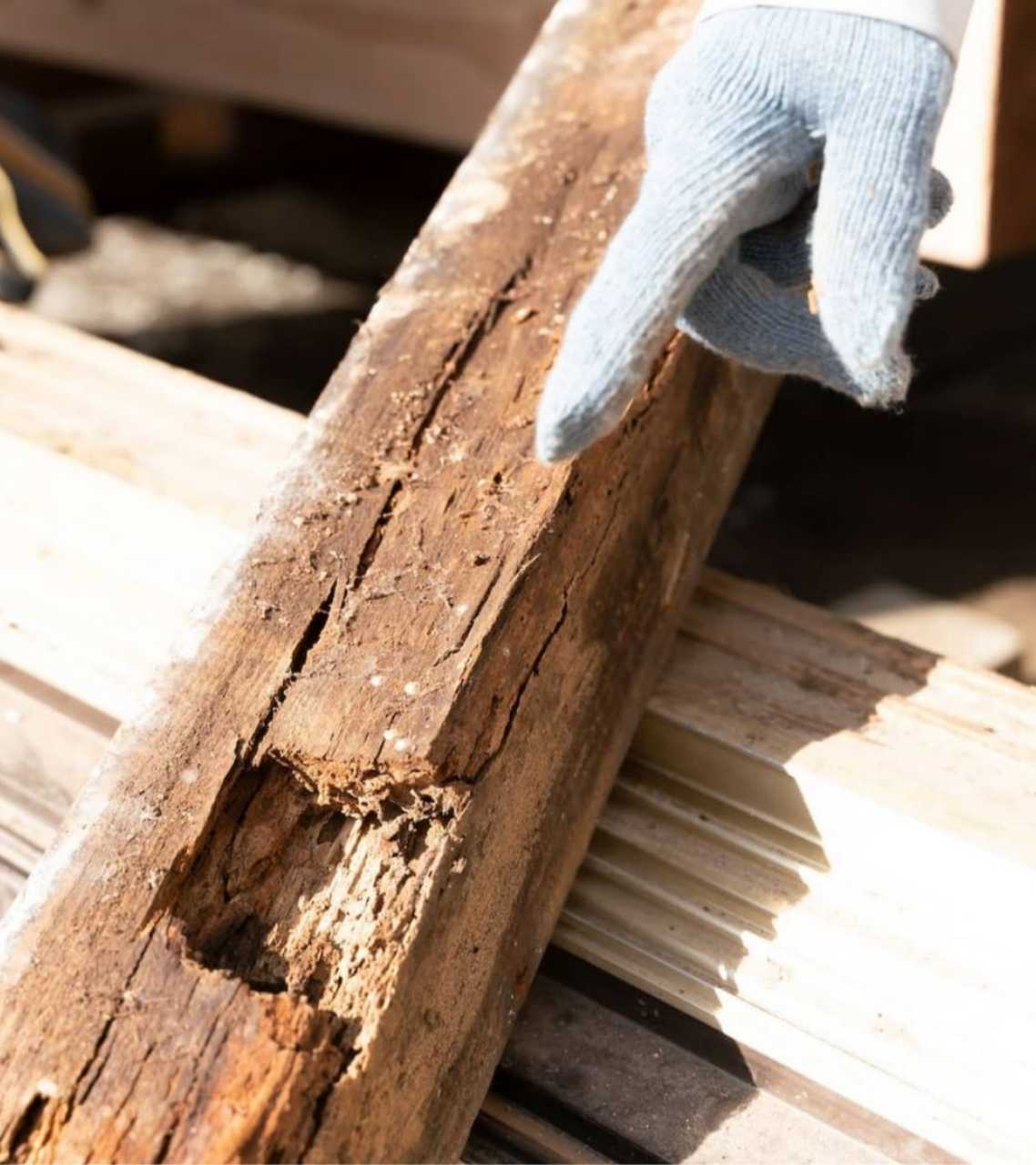 Termite Inspection Michigan