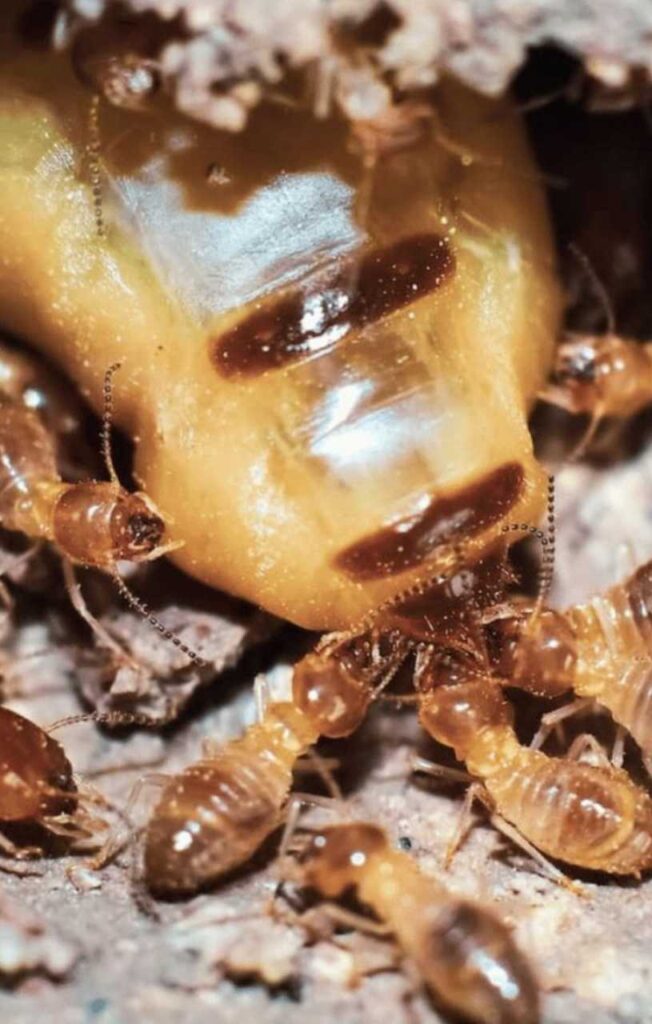 Termites