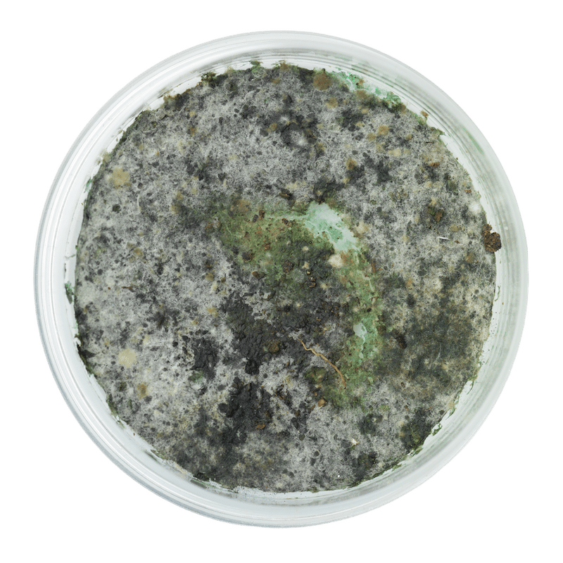 mold growing in petri dish